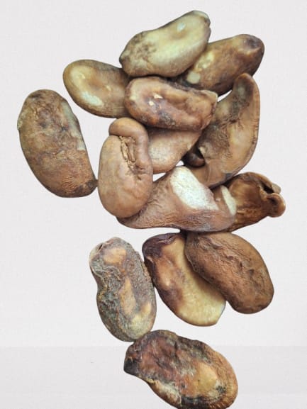 CEDRON SEMILLA
