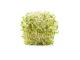 GERMINADOS 70 GRS  MEDIANO 
